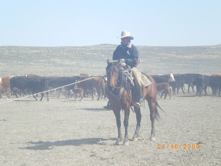 Dry San Slim- Bay 2004 quater horse